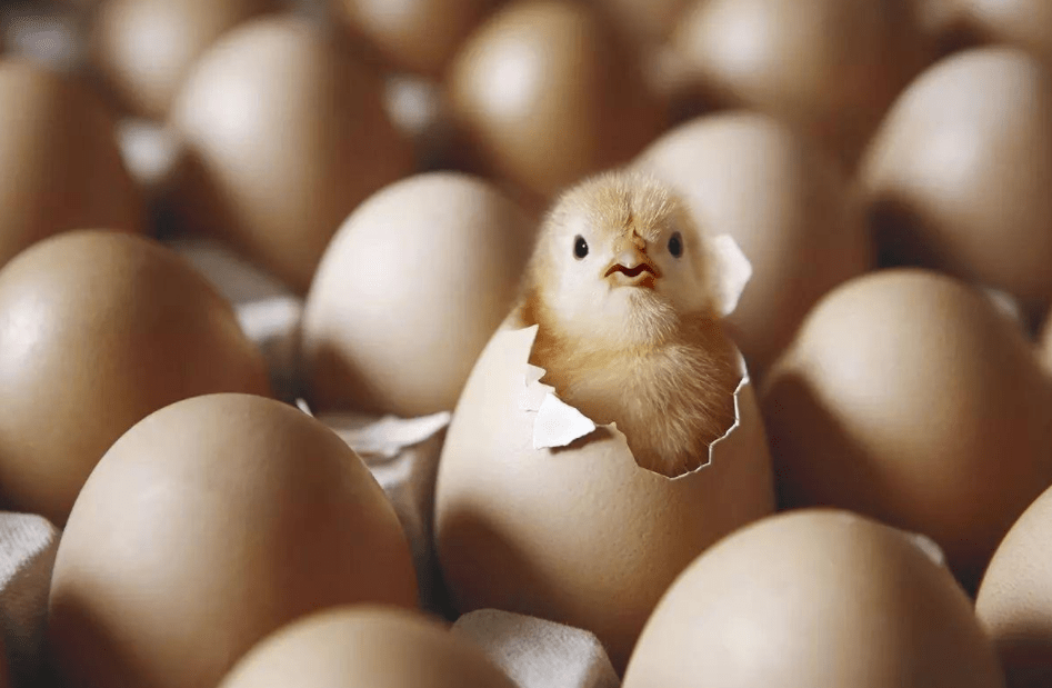 原创没有公鸡,母鸡也能下蛋,那它存在的意义是什么?