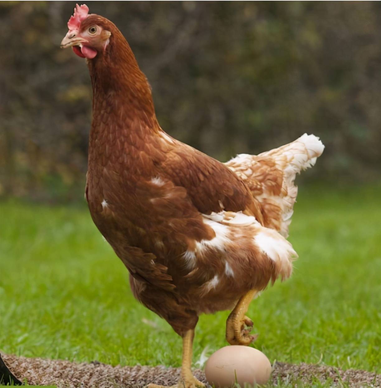 原创没有公鸡,母鸡也能下蛋,那它存在的意义是什么?