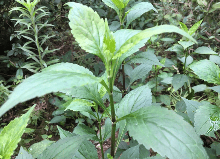 农村这种野菜,算得上是"救命草"想必在农村生活过的都