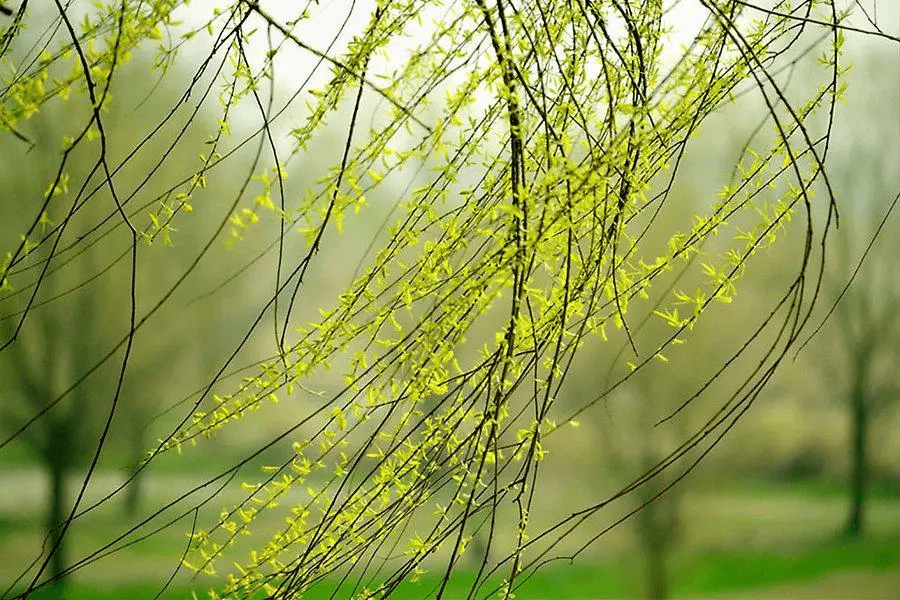 春天和孩子说的英文:小草发芽,柳树抽新枝,冰雪消融,动物苏醒