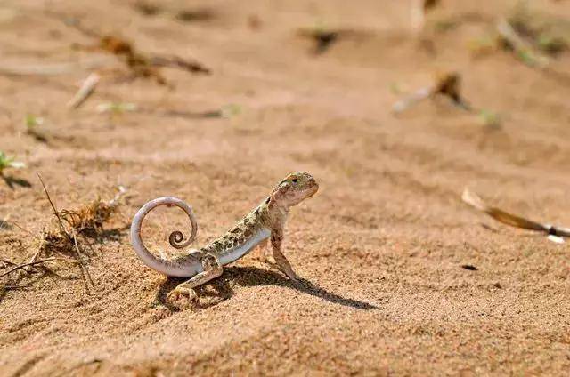 沙爬爬-沙漠蜥蜴,它们彼此通过卷曲的尾巴沟通,震动沙子吓跑其他一些
