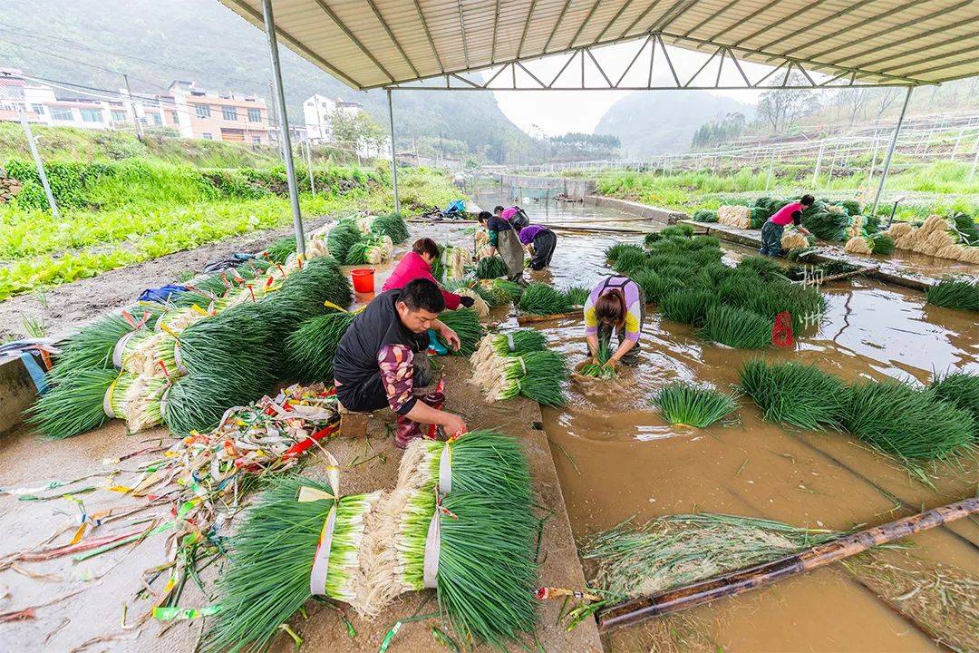 广西这个小镇种了2万亩香葱,今年亏了吗?