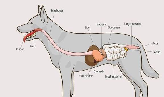 什么是狗狗的肠胃疾病,该如何确诊?主人该怎样预防肠胃疾病