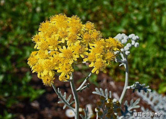 银叶菊,远看似白云,亦名雪叶菊!