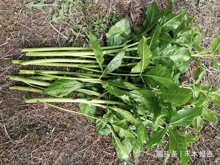 这种带刺野菜,苦中回甘,每年春天满山找,值得我们认识