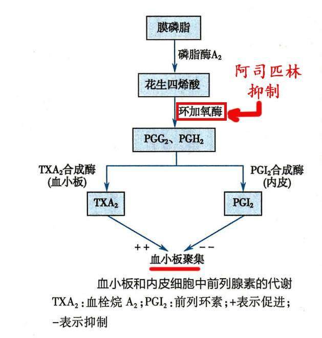 人到中年每天都吃阿司匹林,可以预防颈动脉斑块吗?_血小板