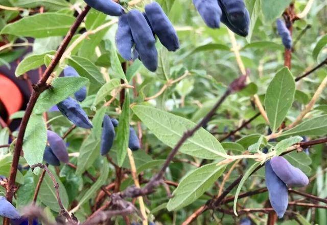 4月适合种的蓝靛果,夏天开花,结果,冬天零下50度不死!