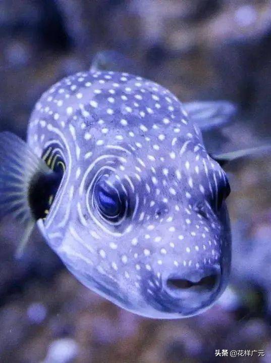 「海洋科普」狗头鱼——丑萌界的新星!