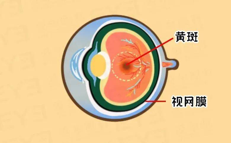 重要的部分 黄斑变性,顾名思义就是这个重要部位发生了病变 老年黄斑