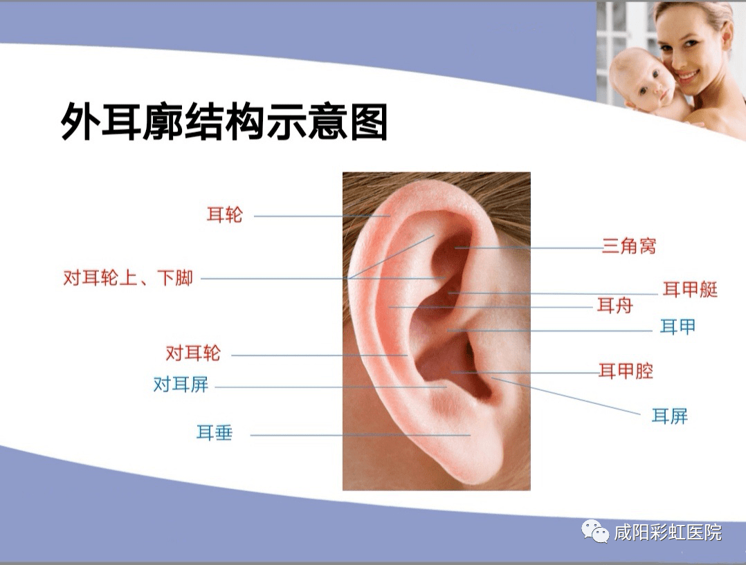 正常耳廓结构