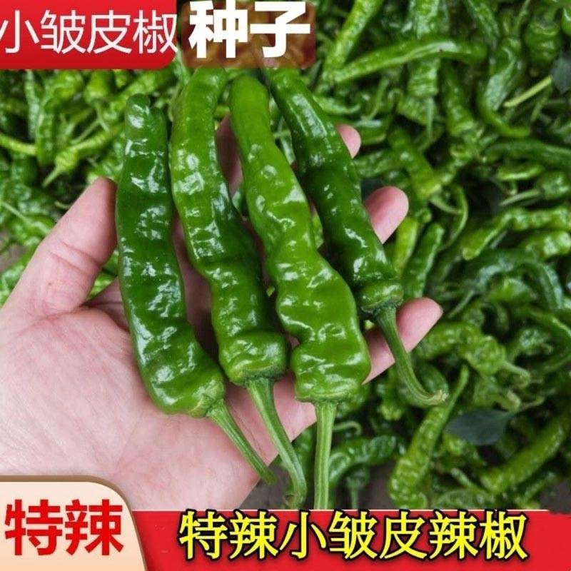小皱皮辣薄皮辣椒皱皮椒辣椒种子