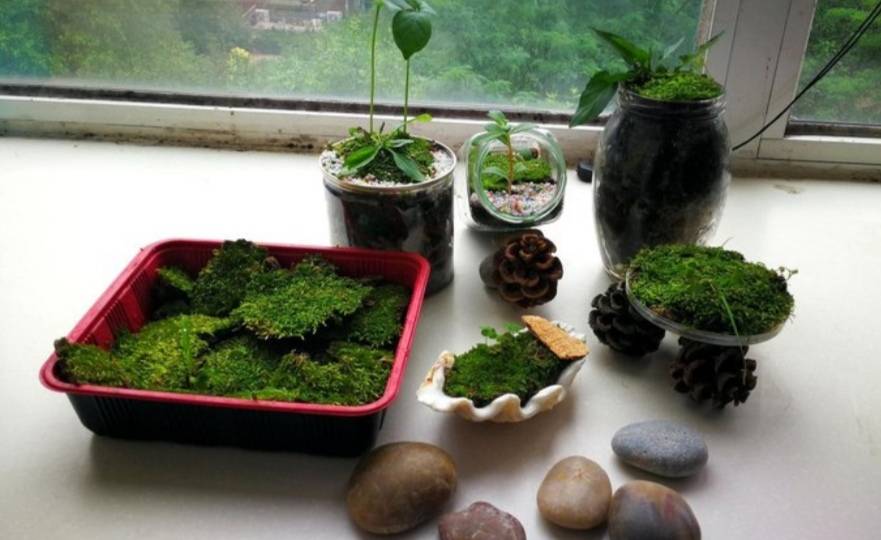 苔藓植物