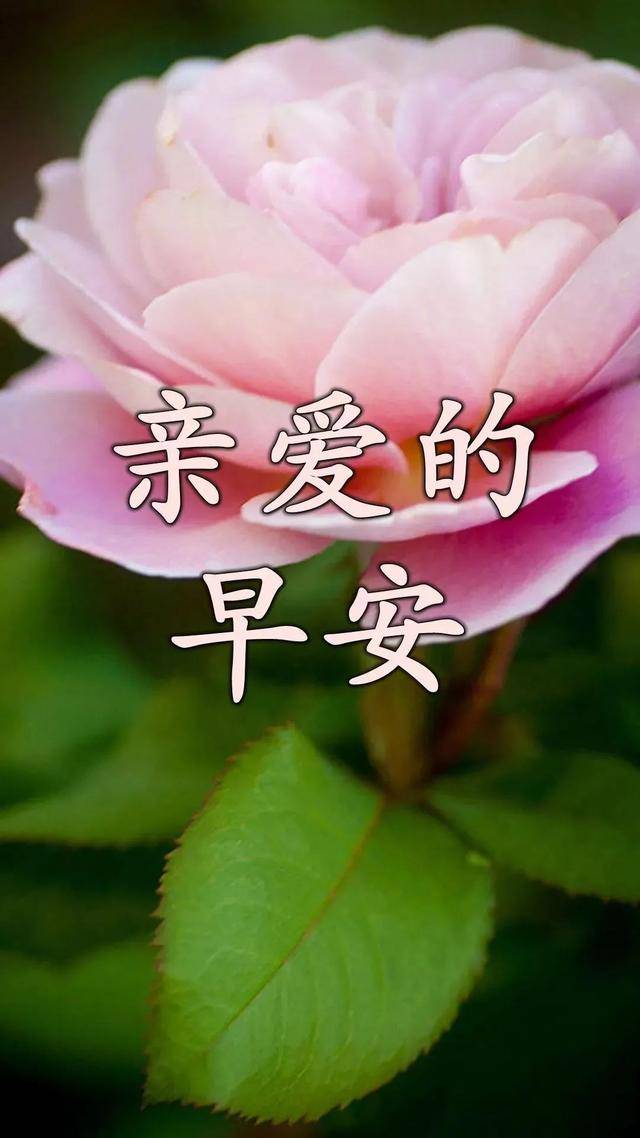 原创清晨适合群发的早安问候祝福唯美图片早晨好幸福暖心的问候图片