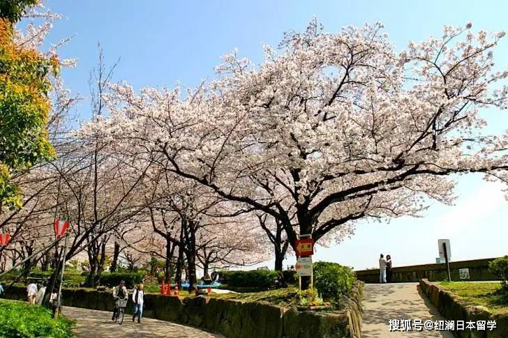 这一季,一定要在樱花树下重逢!| 纽澜日本