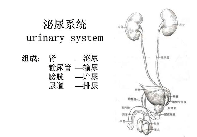 肾结石一般多久能排出?