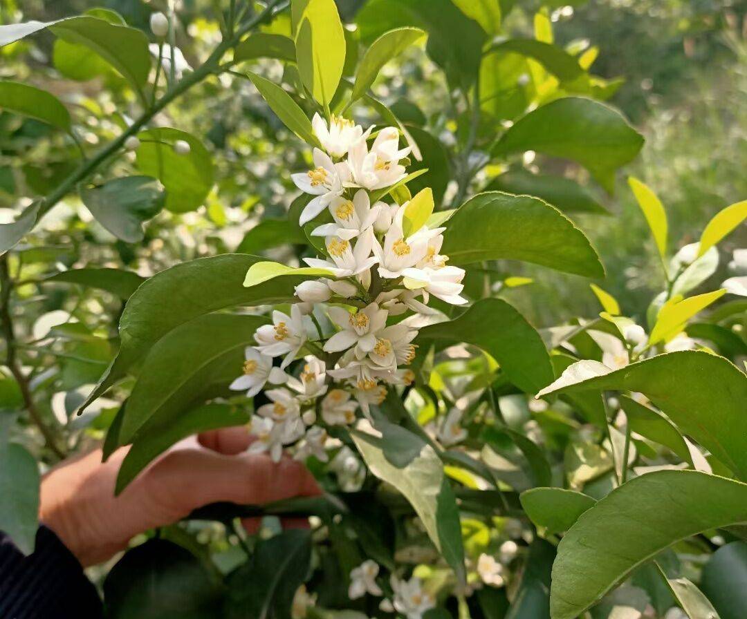 柑橘果农:"花量大,花量少,开花时间差距大怎么喷保果?