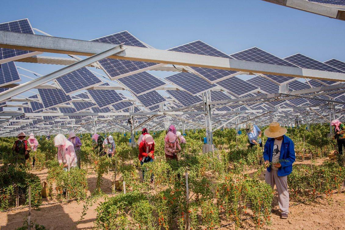 太阳能探访全球最大农光互补电站华为智能光伏助力累计减少碳排放200