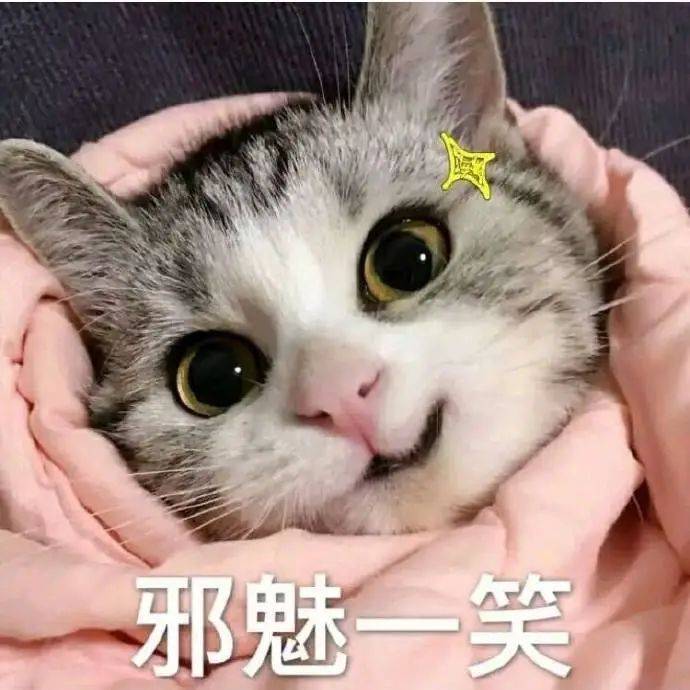 猫咪表情包我已经沉沦了