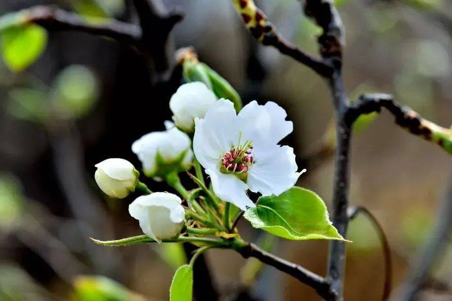 "一树梨花压海棠"北京哪里的梨花和海棠最美?