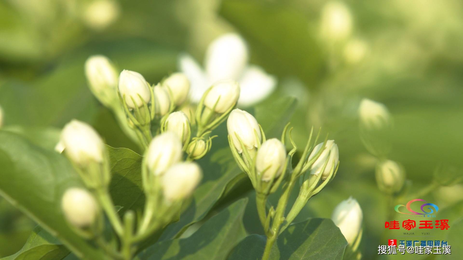 元江茉莉花提前上市!价格看好