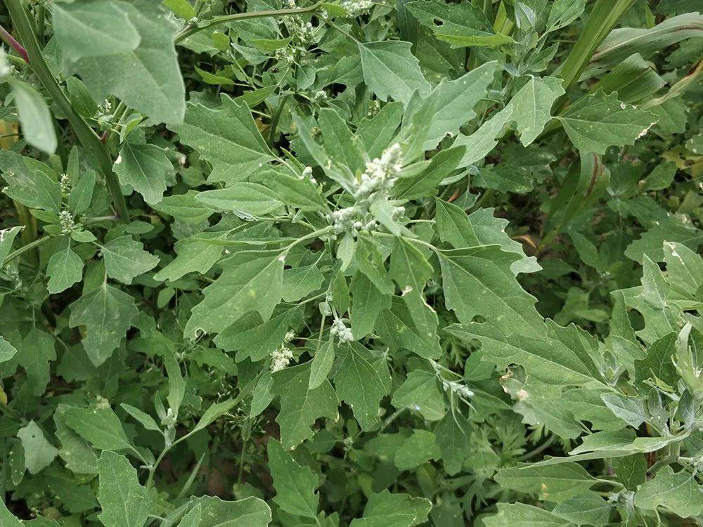 农村4种有毒野菜,第一种是高钙菜,第4种被誉为"健脑菜