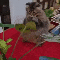这就是被猫碰瓷的后果