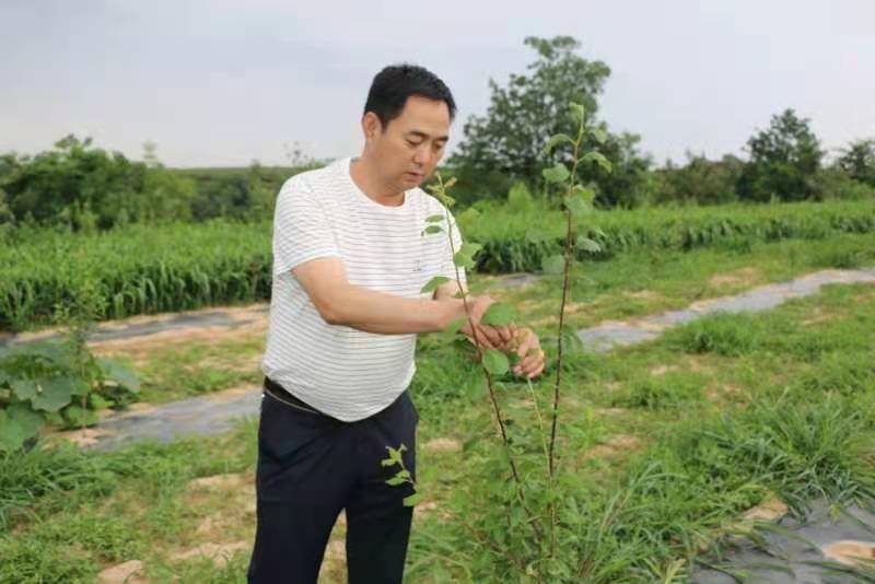 红红洛川果匠心添新高记果乡高级农艺师屈建兴的匠心之路