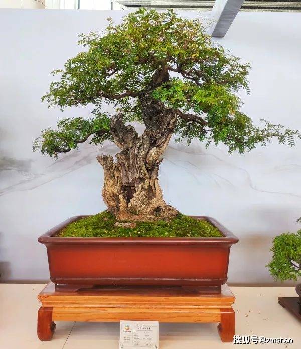 清香木盆景