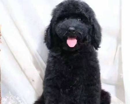 巨贵缺钙的表现,巨贵犬需要补钙的表现