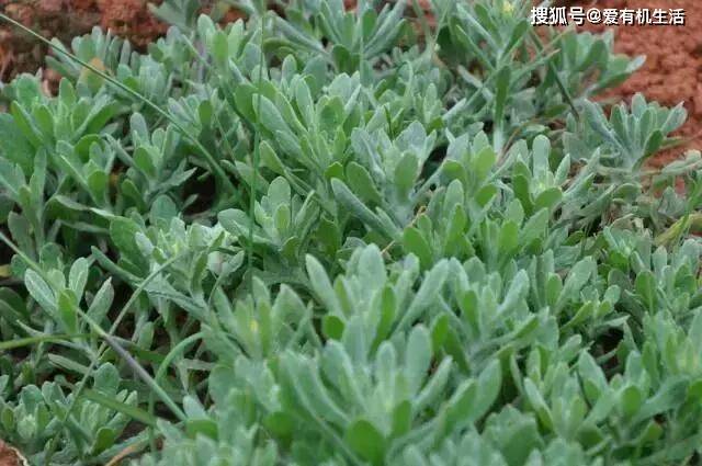 农村漫山遍野的清明菜,清明节前后食用味道最佳,再不吃就老了!