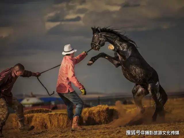 精彩影像《蒙古马摄影艺术作品展《风采》