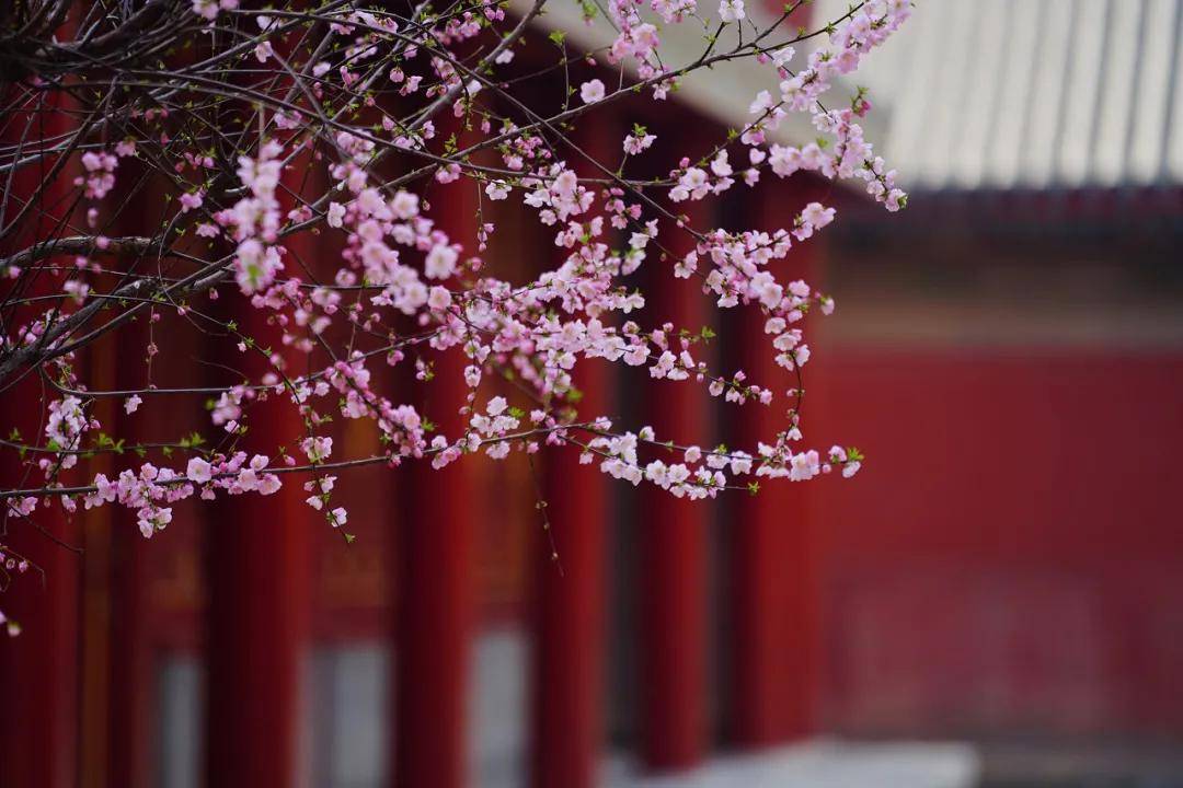 花瓣似梅花榆叶梅是故宫里特殊的存在武英门,乾隆花园最佳观赏点