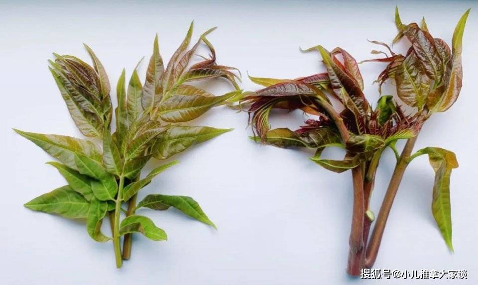 小儿推拿李波:香椿的功效作用?香椿应该怎么吃?有哪些