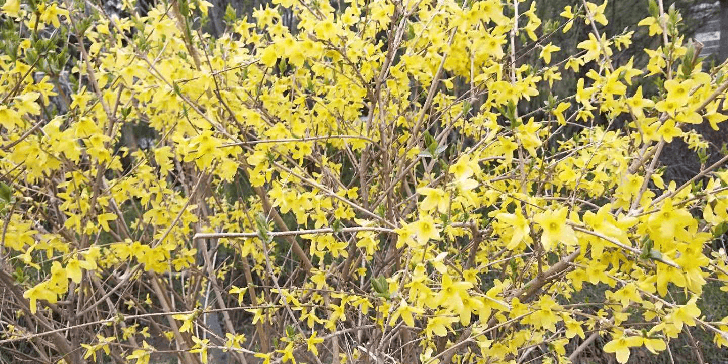 现代诗 连翘花