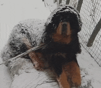 雪地里有一坨毛球,抬头一看还是只藏獒,混得也太惨了