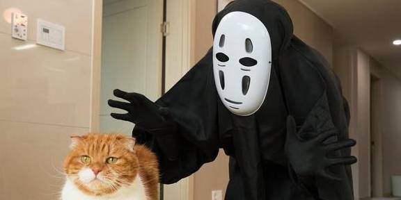 沙雕主人扮幽灵吓猫咪,结果不按剧情发展,被猫咪给ko了