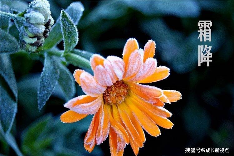 霜降时节秋高气爽,除了登高赏菊,还有什么习俗_菊花