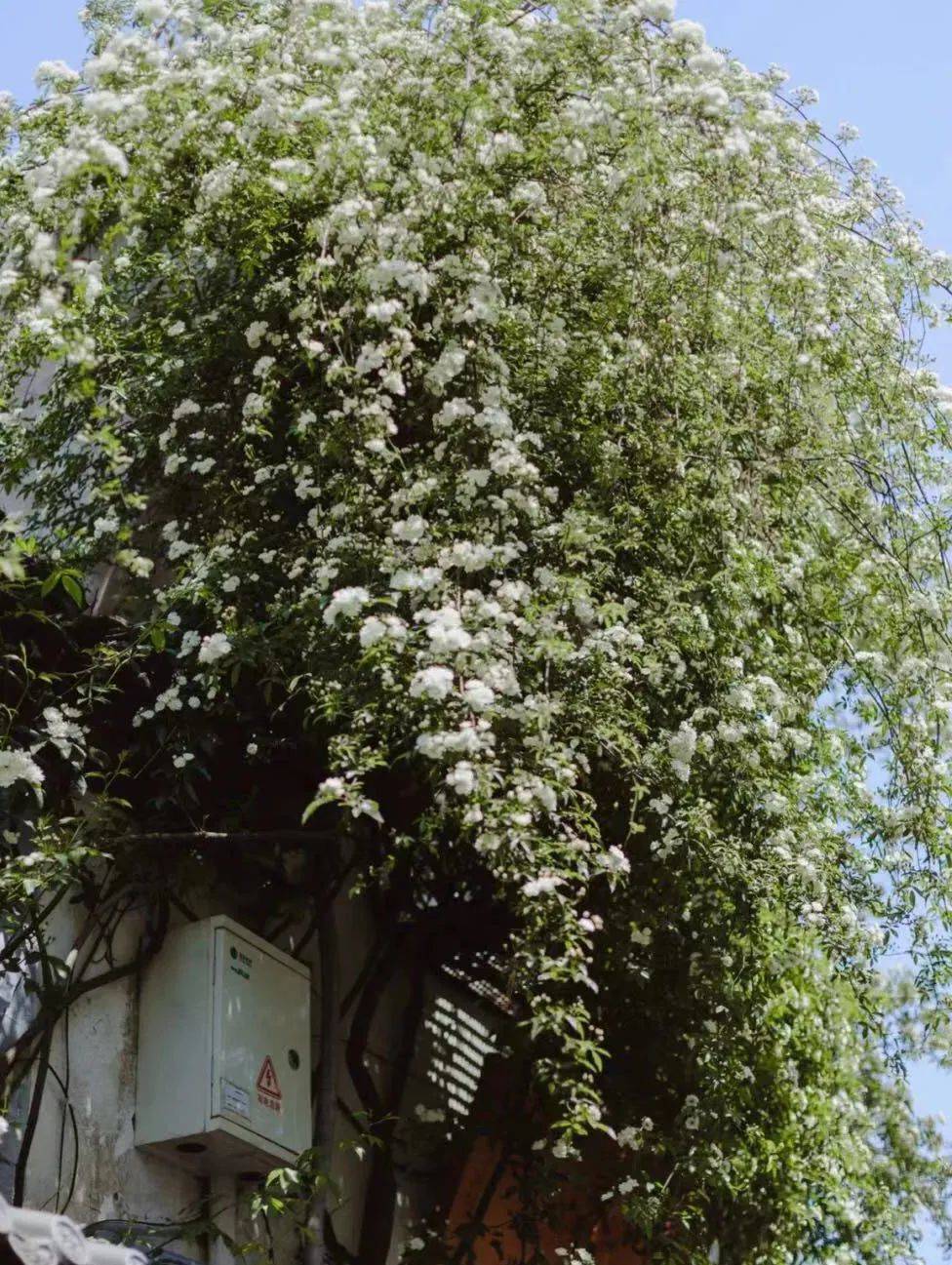 一春花事|平江路"流淌"着的"花海瀑布",超出片!_白木香