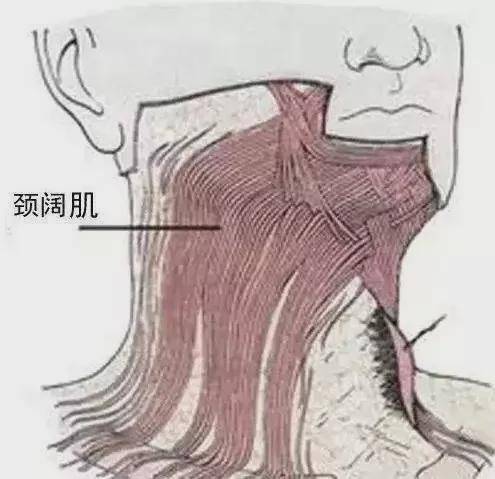 而注射肉毒素,可以抵消颈阔肌的下拉力量,提升下面部的松弛皮肤.