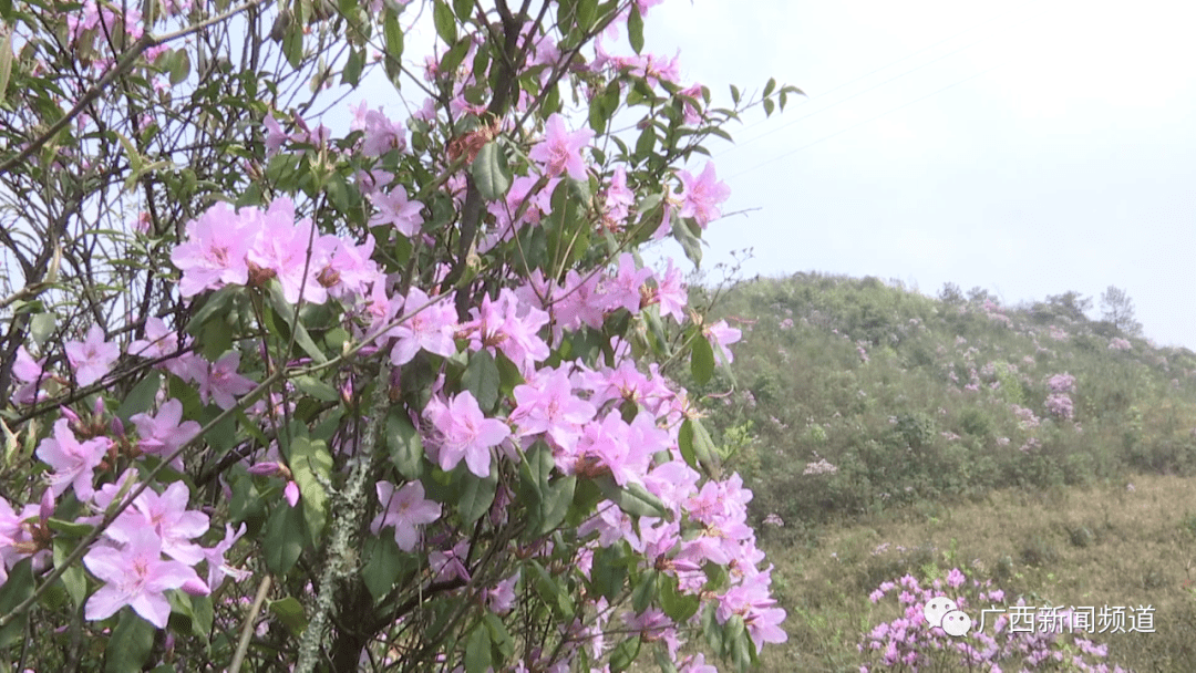 野生杜鹃粉似暇……桂林龙胜这里已经开得漫山遍野