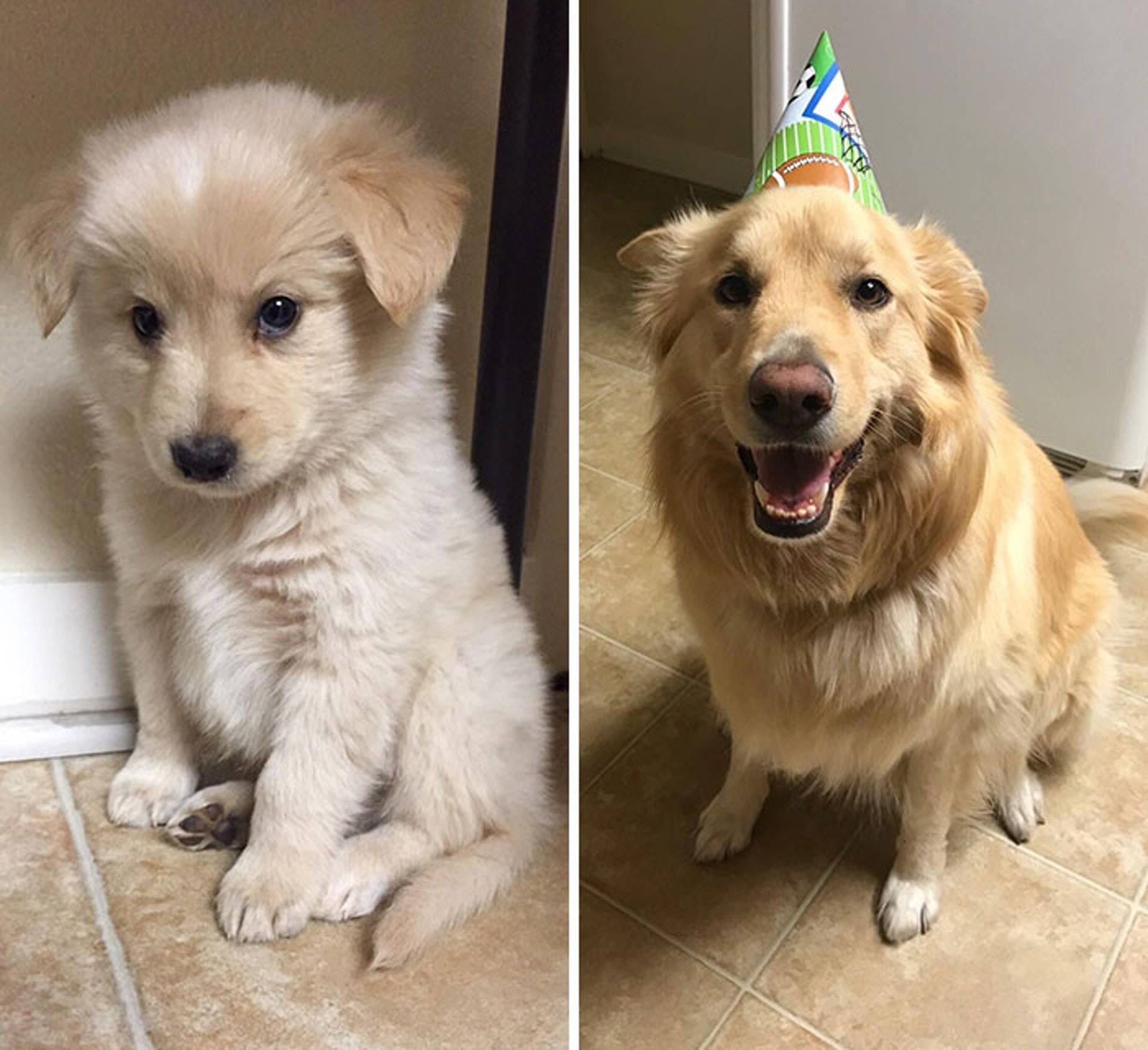 45组狗狗成长对比图:温馨有爱,但又很好笑