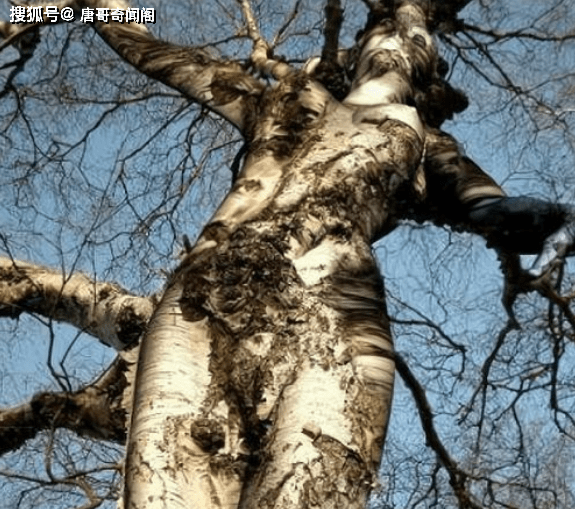 世界上最恐怖食人树有人竟专门喂养原因不简单