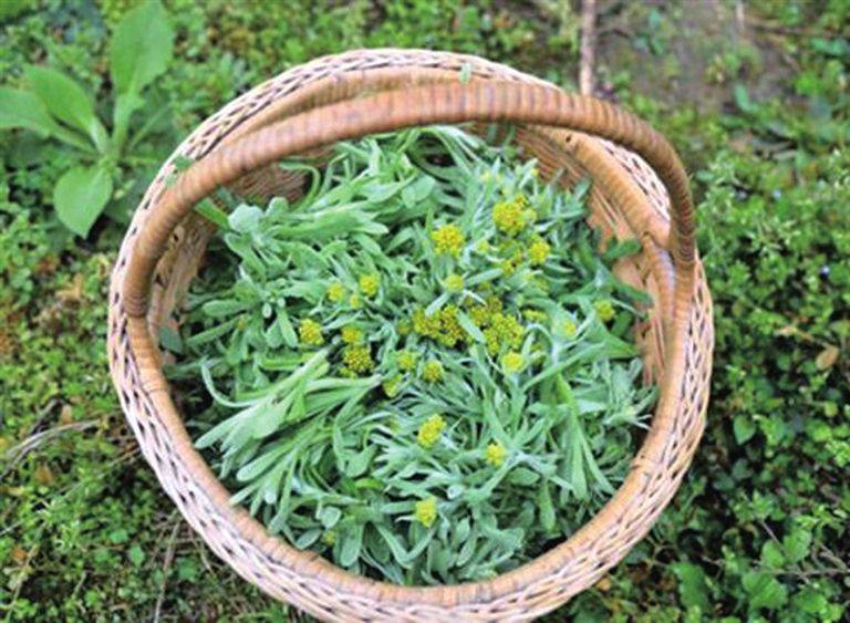 此草的成熟季节就在清明前后,一般开出黄色的小花,就可以采收,所以感