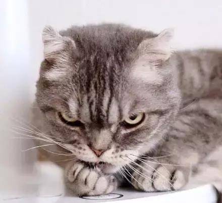 这只猫咪天生一副很凶的表情,然而当主人帮它打扮成小萝莉后