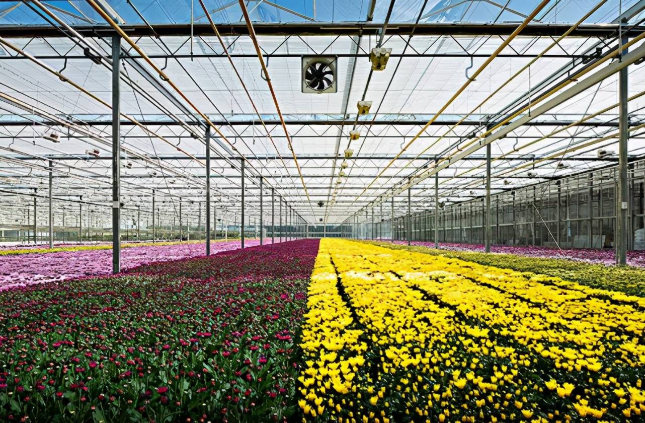 小国大业荷兰高科技现代农业