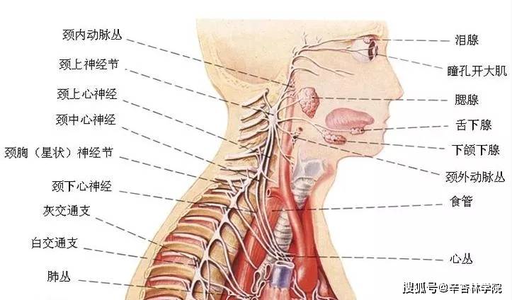 ④3对颈交感神经节分别发出心上,心中和心下神经,下行进入胸腔,加入心