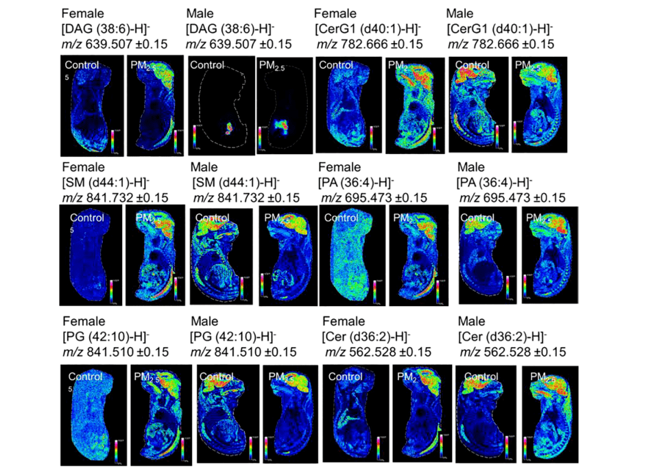 空间代谢组学,质谱成像对怀孕小鼠pm2.5的认知和情绪障碍研究