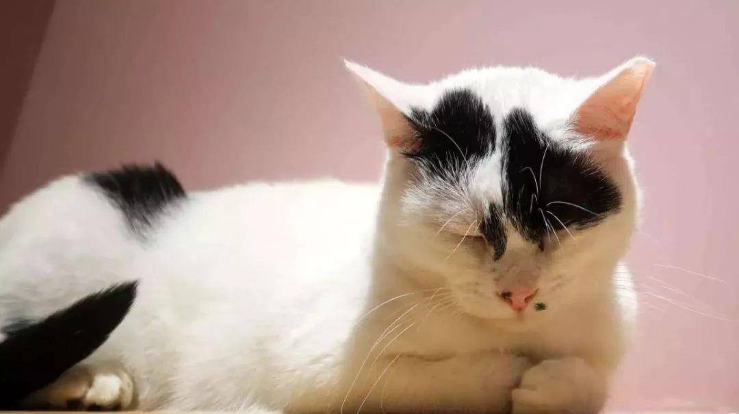 带你一起了解猫咪的肢体语言