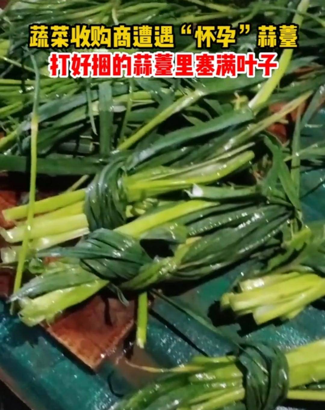 原创河南开封:蔬菜收购遭遇怀孕"蒜薹",打包成捆里面塞满泡水烂叶