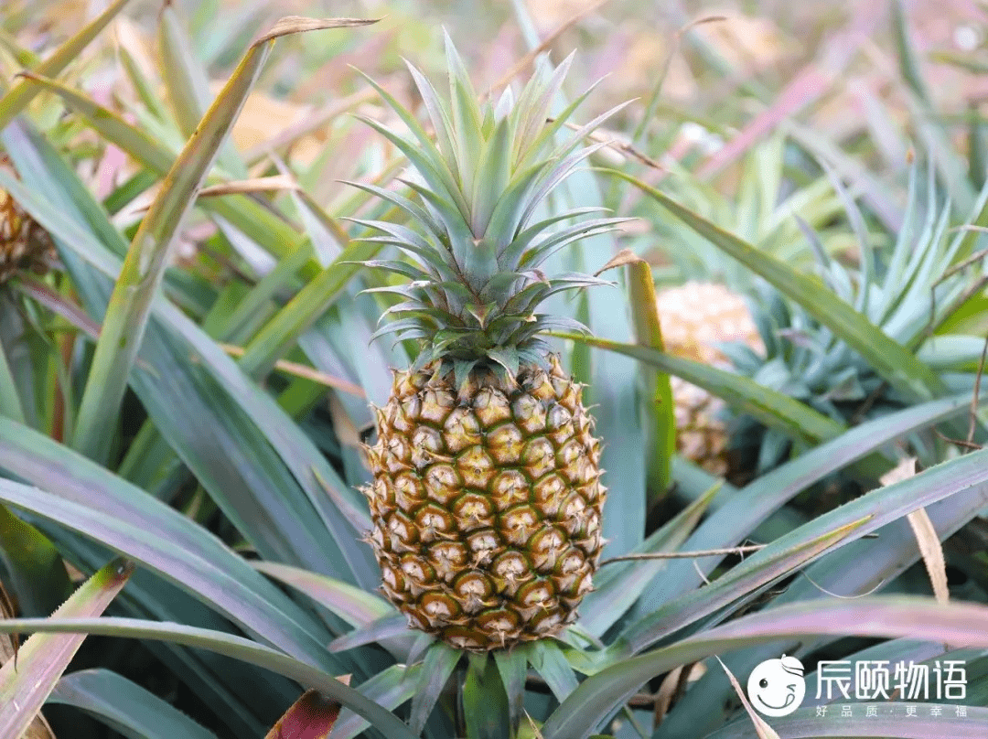 其实凤梨果型比菠萝修长 叶片光滑或少刺 菠萝果皮刺尖质量硬 海南地